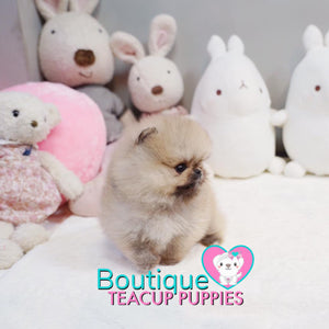 Micro “Mr. Pudding” Loves To Listen To Music With Loved Ones <3 ... Luxurious VIP Quality !! Exquisite Pomeranian !!  Super Tiny !! .... Micro Cream Sable Pomeranian ....**Available**