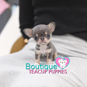 Lil “Azul” Makes Us All Want A Micro Chihuahua <3 ... Gorgeous Coloring !! Incredible Apple Head !! Top Tier Quality !!  .... Micro Blue & Tan Chihuahua ....SOLD to CA!