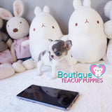 Sweet Baby “Toby” Is The Ideal Partner In Life <3 ... Stunning Apple Head !! Extremely Tiny!! Platinum Quality !!  .... Micro Blue Tri Chihuahua ....**Available**