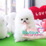 Baby “Vuitton” Is The Best Of The Best When It Come To The Quality Department <3 ... Plush Triple Thick Coat !! Teddy Bear Face !! Luxurious Pomeranian !! .... Micro Ice White Pomeranian ....**SOLD TO REPEAT CLIENT SUSAN in CA!