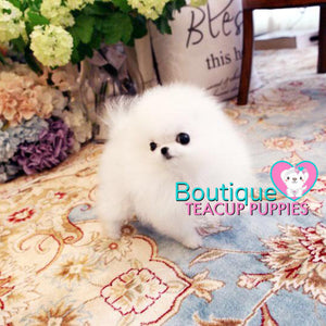 The Luxurious Perfect POCKET Micro Pomeranian Miss “Dior” <3 ... VIP Exclusive !! 590 grams @ 5 Months Old!! Platinum Quality Level !!  Extremely Tiny !! .... Micro White Pomeranian ....**Available**UPDATED Pics/Video 3/4/19