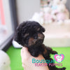 Baby “Blair” Is Such An Adorable Teddy Graham <3 ... Extreme Teddy Bear Poodle !! Outrageously Adorable !! VIP Puppy !!! .... Micro Black & Tan Poodle ....**SOLD TO ANTHONY REPEAT CLIENT*