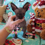 Baby Grinch - Darling Gorgeous Sphynx Kitten Available!