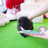 Micro “Macy” Makes The Day So Much Brighter <3 ... Superior Pomeranian !! VIP Quality !! Baby Doll Pomeranian !! .... Micro Midnight Black Pomeranian ....**SOLD to Redina**