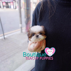 Meet The Chipper & Caring Baby “Jax” <3 ...  Beautiful Build !! Superb Quality !! Glamorous Shaggy Coat !! .... Micro White & Red Shih Tzu ....**Available**