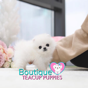 Tiny Lil “Miss Teacup” Is Absolutely Fabulous <3 ... VIP Quality !! Delicate Features !!  Super Tiny Sizing !! .... Micro Sky White Pomeranian ....**Available**