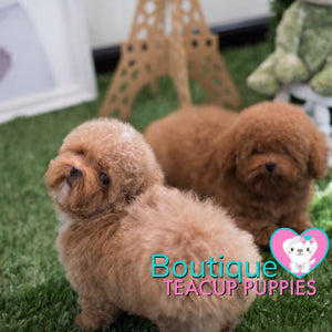 It Doesn’t Get Anymore Adorable Baby “Biscuit”<3 ... Teddy Bear Poodle !! Luxurious Coat Factor !! Gorgeous !!! .... Micro Apricot Poodle ....**Available**