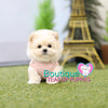 Tiny “Tommy” Tickles Us With His Endless Kisses <3 ... True Baby Doll ! Gorgeous Coat ! Amazing Quality !! .... Micro Cream Maltipoo ....**SOLD TO KIMBERLY and MARK**