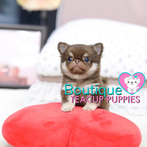 Lil “Leo” Loves To Go On Walks To The Park <3 ... Amazing Apple Head !! Teddy Chihuahua !! Platinum Quality !!  .... Micro Chocolate & Tan Chihuahua ....**Available**