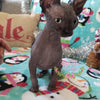 Baby Grinch - Darling Gorgeous Sphynx Kitten Available!