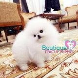 Lil “Lexus” Lives Her Life Sharing So Much Love <3 ... Tiny Sizing !! Beautiful Triple Thick Coat !! Elite Pom !! VIP Quality !! .... Micro Ice White Pomeranian ....**Available**UPDATED Pics/Video 1/10/19