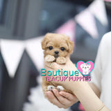 Micro “Mary Jane” Loves When She Gets A Puppy Treat For Behaving So Excellent <3 ... Shaggy Maltipoo Coat ! Gorgeous Color ! VIP Platinum Quality !!  .... Micro Cream Maltipoo ....**Available**