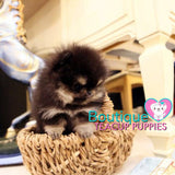 How Adorable Is Baby Bear  Tiny “Elaina” ? <3 ... Highly Desired Coloring !! Luxurious VIP Puppy !! Special Quality !!  Extremely Tiny !! .... Micro Black & Tan Pomeranian ....**Available**