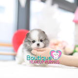 Beauteous Lil “Alaska” Is A True Headliner <3 ... Platinum Quality!! Fabulous Beauty !!  Extreme Polar Bear Features !! .... Micro Polar Parti Pomeranian ....**Available**