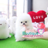 Baby “Vuitton” Is The Best Of The Best When It Come To The Quality Department <3 ... Plush Triple Thick Coat !! Teddy Bear Face !! Luxurious Pomeranian !! .... Micro Ice White Pomeranian ....**SOLD TO REPEAT CLIENT SUSAN in CA!