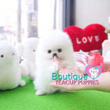 Baby “Vuitton” Is The Best Of The Best When It Come To The Quality Department <3 ... Plush Triple Thick Coat !! Teddy Bear Face !! Luxurious Pomeranian !! .... Micro Ice White Pomeranian ....**SOLD TO REPEAT CLIENT SUSAN in CA!