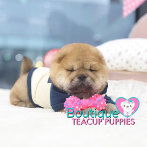 Baby Bear “Elaina” Wants To Snuggle <3 ... Luxurious Chow Chow !! Rare Mini Sizing !! VIP Quality !! .... Mini Red Chow Chow ....**Available**