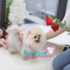 Precious “Pollyanna” Brings A Fun Flare To Love <3 ... 3 Pounds & Fully Grown !! VIP !! Miraculous Beauty !! Precious Platinum Quality Pom !! .... Micro Cream Sable Pomeranian ....**Available**