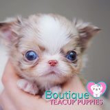 Having Super Sweet Baby “ Waylon” Around Is Like A Breath Of Fresh Air All Of The Time <3 ... RARE Majestic Color !! RARE -One Green Eye/ One Blue Eye- !! Extremely Tiny !! .... Micro Chocolate Merle Chihuahua ....**Available**