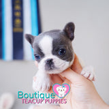 Baby “Aqua” Is More Gorgeous Then A Beautiful Ocean View <3 .... Vivid Crystal Blue Eyes ! VIP Quality !!! Extremely Tiny Frenchie !!! Stunning Puppy !!! ... Mini Blue & White French Bulldog ....**Available**