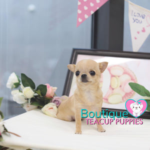 Baby "Luau" Is Warmer Than A Tropical Paradise! Micro Chihuahua Available!