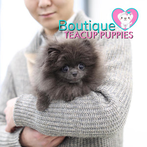 Micro “Topaz” Is The Epitome Of A Tiny Luxury Puppy <3 .... Extremely Rare !!! Luxury Blue !!! Extreme Bear Face !! Tiny 2.4 lbs @ 7 Months Old (2/26/19)!!!! Top Tier Quality !! .... Micro Luxury Blue Pomeranian ....**Available**UPDATED Pics/Video 2/26/19