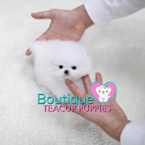 Tiny “Tinkette” Melts Our Hearts With Her Innocent Sweetness <3 ... Luxury VIP Pom !! Extreme Bear Face !!  Super Tiny Sizing !! .... Micro Ice White Pomeranian ....**Available**