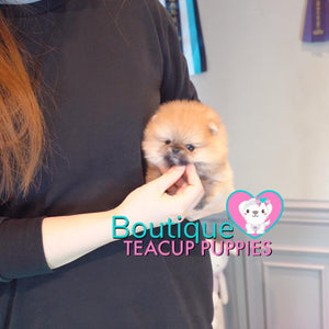 Baby “Hawaii” Loves To Share All Of Her Tropical Love <3 ... Gorgeous Rich Color !! Supreme Quality !! Beautiful Bear Face !! .... Micro Tropical Orange Sable Pomeranian ....**Available**