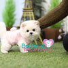 Tiny “Tommy” Tickles Us With His Endless Kisses <3 ... True Baby Doll ! Gorgeous Coat ! Amazing Quality !! .... Micro Cream Maltipoo ....**SOLD TO KIMBERLY and MARK**