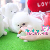 Baby “Vuitton” Is The Best Of The Best When It Come To The Quality Department <3 ... Plush Triple Thick Coat !! Teddy Bear Face !! Luxurious Pomeranian !! .... Micro Ice White Pomeranian ....**SOLD TO REPEAT CLIENT SUSAN in CA!