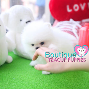 Baby “Vuitton” Is The Best Of The Best When It Come To The Quality Department <3 ... Plush Triple Thick Coat !! Teddy Bear Face !! Luxurious Pomeranian !! .... Micro Ice White Pomeranian ....**SOLD TO REPEAT CLIENT SUSAN in CA!