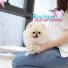 Precious “Pollyanna” Brings A Fun Flare To Love <3 ... 3 Pounds & Fully Grown !! VIP !! Miraculous Beauty !! Precious Platinum Quality Pom !! .... Micro Cream Sable Pomeranian ....**Available**