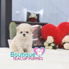 Baby “Angelica” Loves Tagging Long On Any Daily Adventure <3 ... Dream Baby Doll Image ! Luxurious Coat ! Supreme Quality !! .... Micro Cream Maltipoo ....**SOLD TO YVONNE and Tomasina!