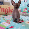 Baby Grinch - Darling Gorgeous Sphynx Kitten Available!