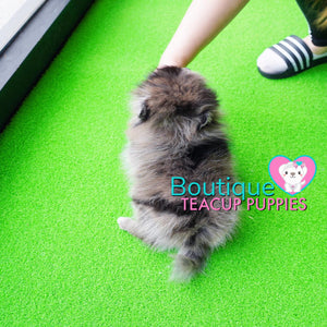 The Fabulous Rare Dream Micro Puppy - Baby “Zelle” <3 ... Luxurious Pomeranian !! Beautiful Markings/Coloring !! Stunning VIP Puppy !! .... Micro Merle Pomeranian ....**Available**UPDATED Pics/Video 3/7/19