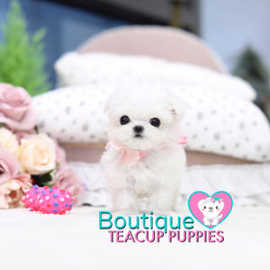 Petite “Petunia” Wants To Play In The Spring Flower <3 ... Vibrant Personality !! Ultra Lovable !! Baby Doll Image !! .... Micro White Available ....**Available**