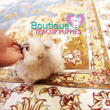 Tiny Micro “Caelynn” Is Super Excited For Spring To Come ! <3 ... VIP Exclusive !! Super Tiny !!  Ultra Adorable !! .... Micro Cream Sable Pomeranian ....**Available**