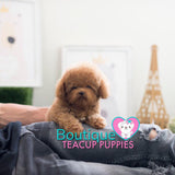 Meet Lil “Landon” The Awesome Cuddle Buddy <3 ... Teddy Bear Poodle !! Glamorous Coat Factor !! Beautiful !!! .... Micro Red Poodle ....**Available**