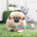 Handsome Baby “Nathan” Loves A Fun Play Session With Family <3 ... Beautiful Color !! Darling Features !! Wonderful Personality !! .... Micro Orange Pekingese ....**Available**