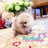 The Fabolous Micro “Chanel” Has Such A Jubilant Aura <3 ... Luxury VIP Exclusive !! Elite Quality !!  Super Tiny !! .... Micro Cream Sable Pomeranian ....**Available**