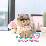 Sweeter Than Sugar & More Precious Than Gold - Meet Micro Princess “Passion” <3 ... VIP Diamond Pomeranian !! Drop Dead Gorgeous !!  Rare One Blue Eye !! .... Micro Merle Pomeranian ....SOLD TO MIGUEL IN MEXICO!