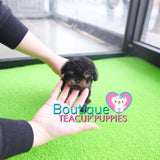 Baby “Blair” Is Such An Adorable Teddy Graham <3 ... Extreme Teddy Bear Poodle !! Outrageously Adorable !! VIP Puppy !!! .... Micro Black & Tan Poodle ....**SOLD TO ANTHONY REPEAT CLIENT*