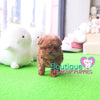 Happiness Radiates From The Adorable Baby “Harley” <3 ... Superb Quality Level !! Extreme Teddy Bear !! VIP Puppy !!! .... Micro Red Poodle ....**SOLD TO JOSEPH and Family**