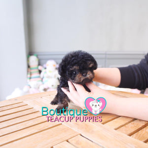 Baby “Blair” Is Such An Adorable Teddy Graham <3 ... Extreme Teddy Bear Poodle !! Outrageously Adorable !! VIP Puppy !!! .... Micro Black & Tan Poodle ....**SOLD TO ANTHONY REPEAT CLIENT*