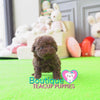 Baby “Ryan” Draws Everybody In Effortlessly With His Sweet Presence <3 ... Crazy Adorable !! Gorgeous Curly Coat !! VIP Puppy !!! .... Micro Rich Chocolate Poodle ....**SOLD to Stephanie**