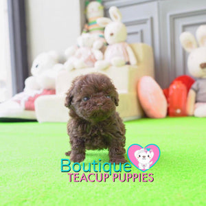 Baby “Ryan” Draws Everybody In Effortlessly With His Sweet Presence <3 ... Crazy Adorable !! Gorgeous Curly Coat !! VIP Puppy !!! .... Micro Rich Chocolate Poodle ....**SOLD to Stephanie**