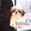 Lil “Miss Canada” Is Ready To Meet Her New Loving Family <3 ...  Ultra Cute Factor !! Perfect Micro Shih Tzu !! Baby Doll Looks !! .... Micro White & Red Shih Tzu ....**Available**UPDATED Pics/Video 2/1/19