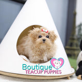 Sweet Baby “Nala” Warms Up Our Days With Her Affection <3 ... Only 2.2 Pounds @ 5 Months Old (3/18/19) Supreme Coat Quality !! Beautiful Color !! Darling !! .... Micro Cream Poodle ....**Available**UPDATED Pics/Video 3/18/19