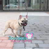 Mini “Davey” Is Such A Handsome Frenchie <3 .... Elite Quality !!! SOLD TO KIM!