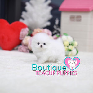 Tiny “Tinkette” Melts Our Hearts With Her Innocent Sweetness <3 ... Luxury VIP Pom !! Extreme Bear Face !!  Super Tiny Sizing !! .... Micro Ice White Pomeranian ....**Available**